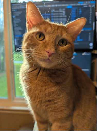 Rocky, an orange cat